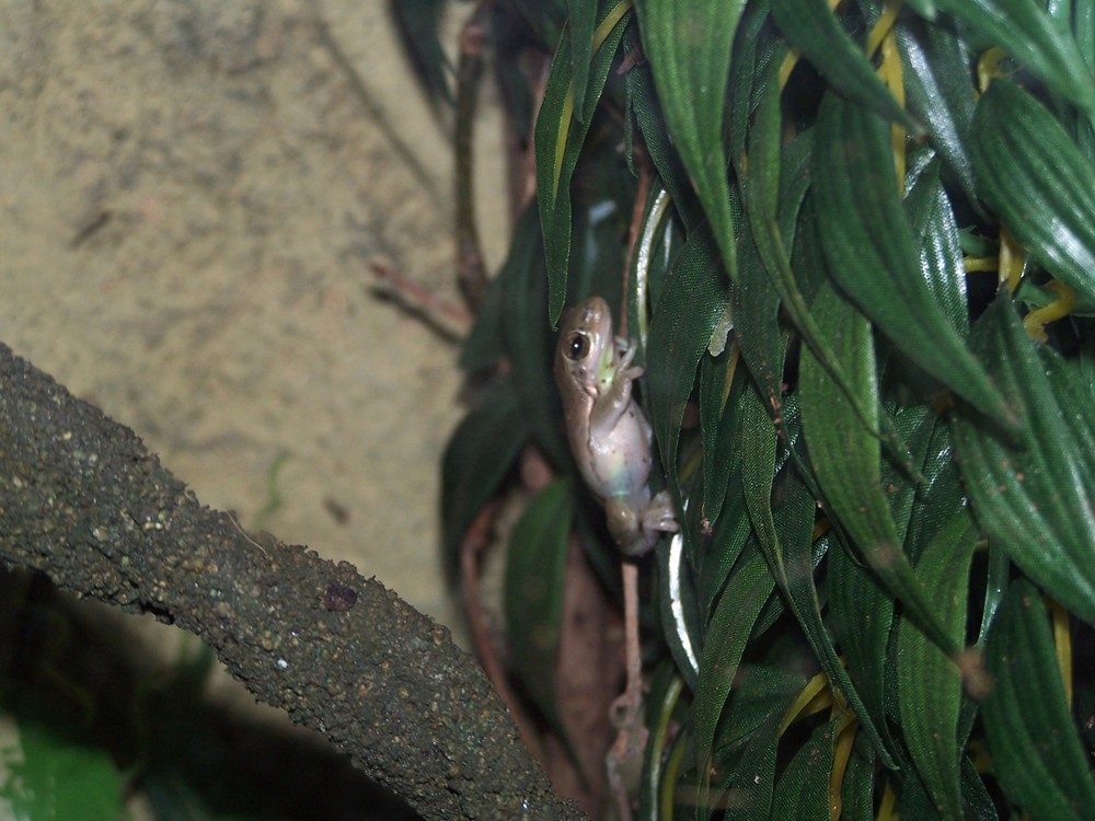 Green tree frog
