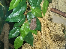 green tree frog 2