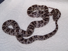 Anery het amel female corn