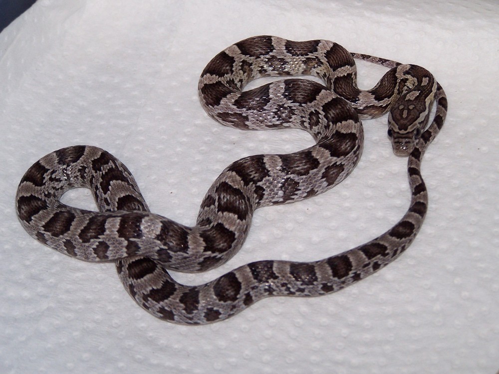 Anery het amel female corn
