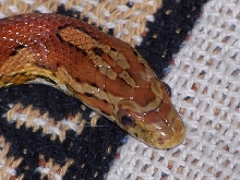 Female corn