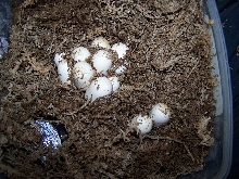 Fertile eggs (11)/Mar 5 2007