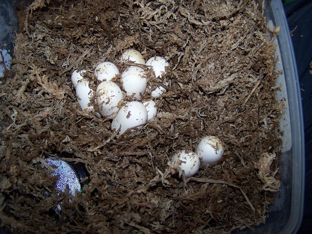 Fertile eggs (11)/Mar 5 2007