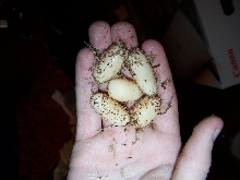 Non fertile eggs
