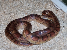 Miss hiss in shed after egg laying