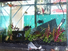 fish tank
