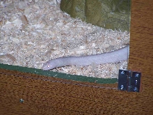the other happy resident (m)