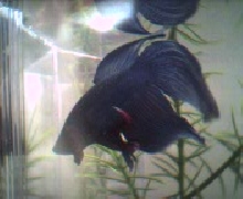 Dory