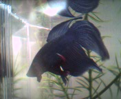 Dory
