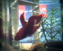 Gilbert