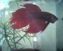 Gilbert