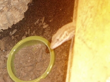 Ack Female