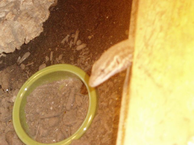 Ack Female