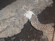Ackie eat 2