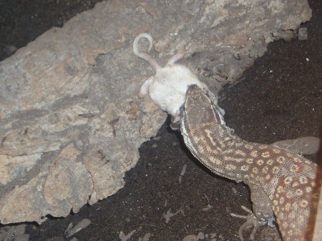 Ackie eat 2