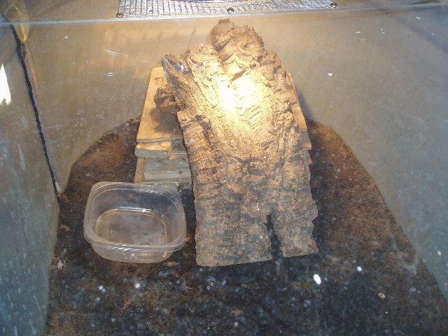 Inside Ackie Cage