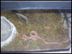 brazilian cage