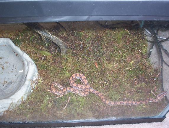 brazilian cage