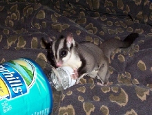 socrates having a drink