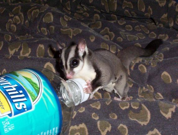 socrates having a drink