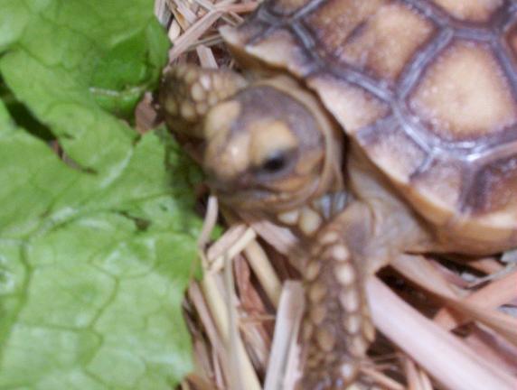 trogdor eating the green