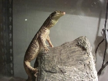argus perching
