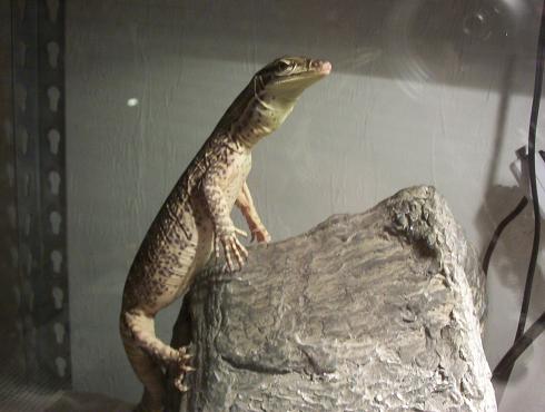 argus perching