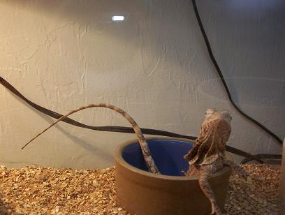 lizard cafe