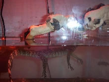 water monitor swimming