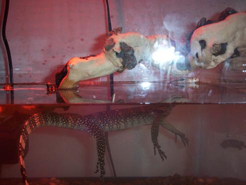 water monitor swimming