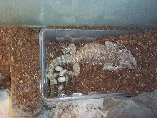 syn laying her first clutch