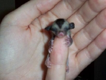 barely out of the pouch