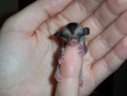 barely out of the pouch