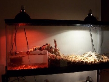 water monitor cage