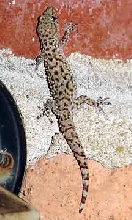 housegecko