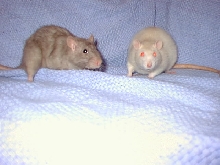 Boscorelli and pippa