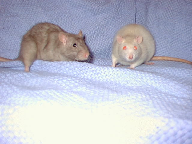 Boscorelli and pippa