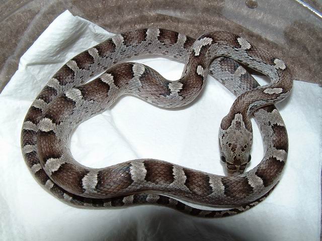 Anery Bloodred