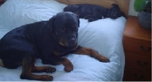 Terrors on the bed