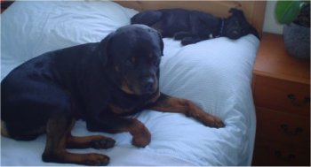 Terrors on the bed