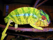 WC Soabana panther