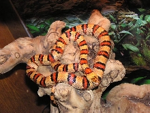 04 male Thayeri(from C.Baubel)