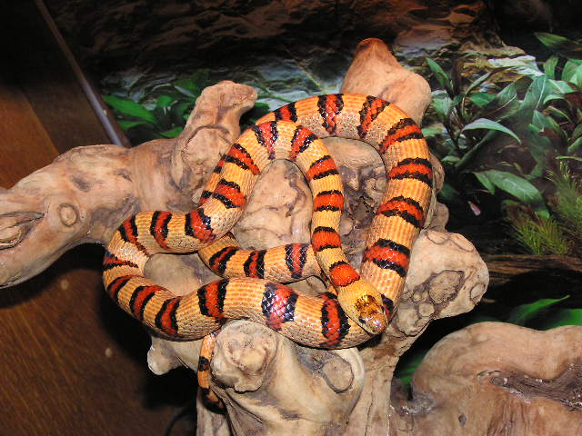 04 male Thayeri(from C.Baubel)