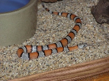 06 Blairs Phase Gray Banded King
