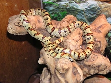 04 male Thayeri