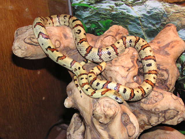 04 male Thayeri