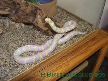 male2004 Albino Cal. King