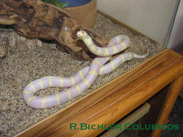 male2004 Albino Cal. King