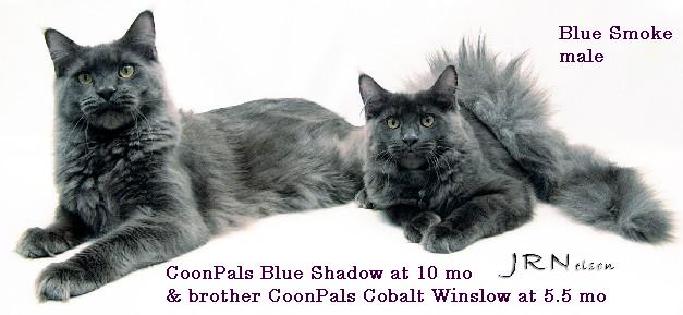 CoonPals Blue Shadow & Cobalt Winslow