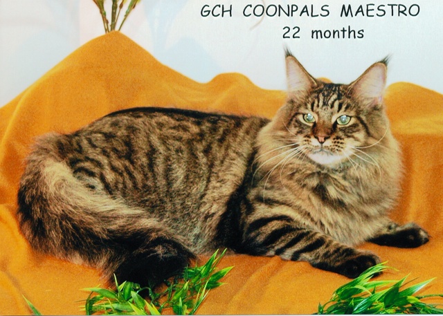 GCH COONPALS MAESTRO